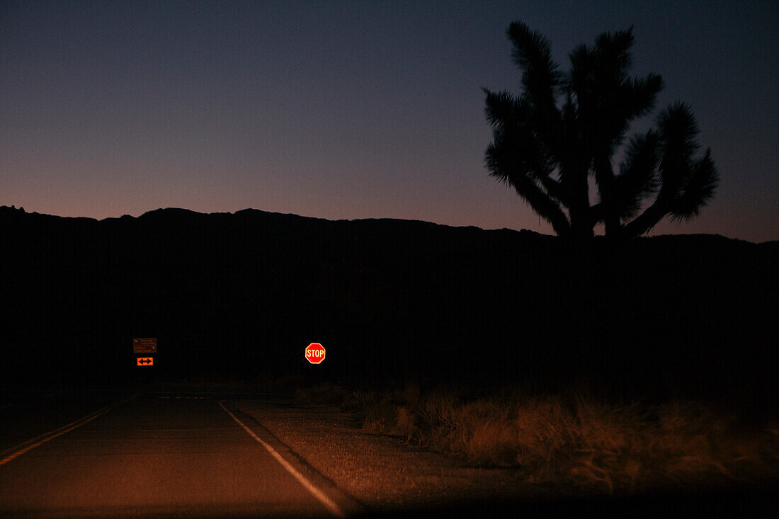 Straße in der Wüste nachts mit Schattenbild von Joshua-Baum auf Seite, Joshua Tree National Park, Kalifornien, USA.