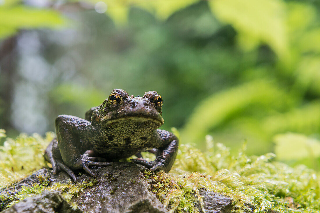 A western toad on the Baker Lake trail in Washington State.