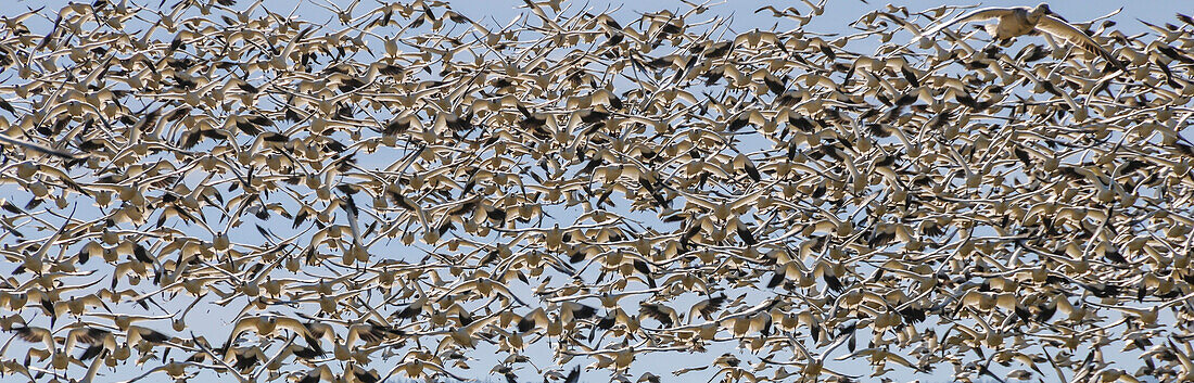 Nature photograph with large flock of flying snow geese (Anser caerulescens), Skagit Valley, Washington State, USA