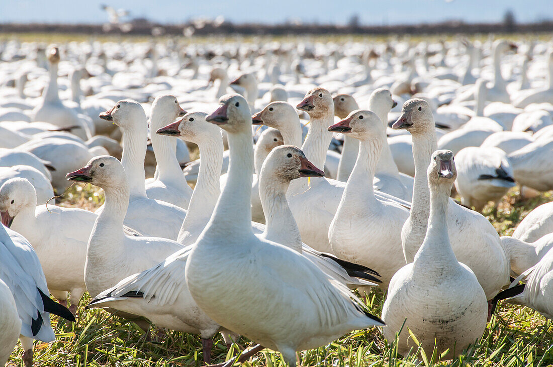 Nature photograph with snow goose (Anser caerulescens) colony, Skagit Valley, Washington State, USA