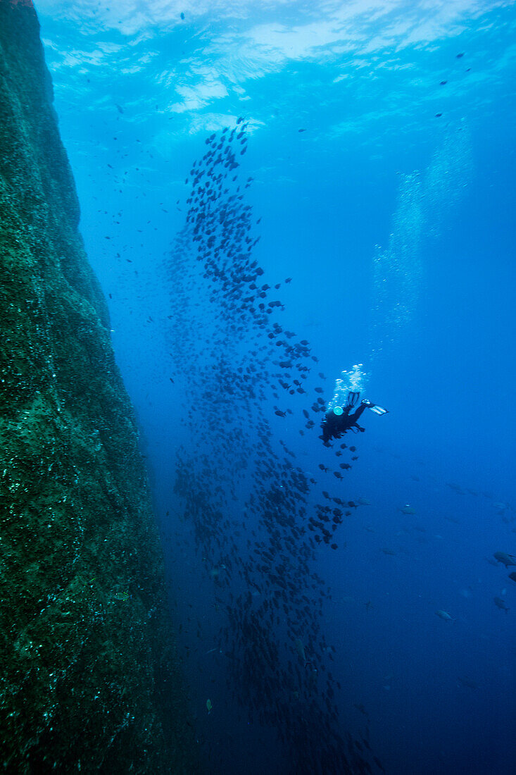 Unterwasserfoto des Tauchers nahe Fischschwarm und Wand von Roca Partida Island, Revillagigedo-Inseln, Colima, Mexiko