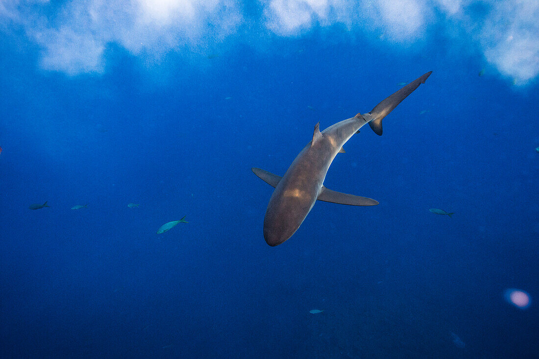 Naturfotographie des Seidenhaifischs (Carcharhinus falciformis) schwimmend unter Wasser, Revillagigedo-Inseln, Colima, Mexiko