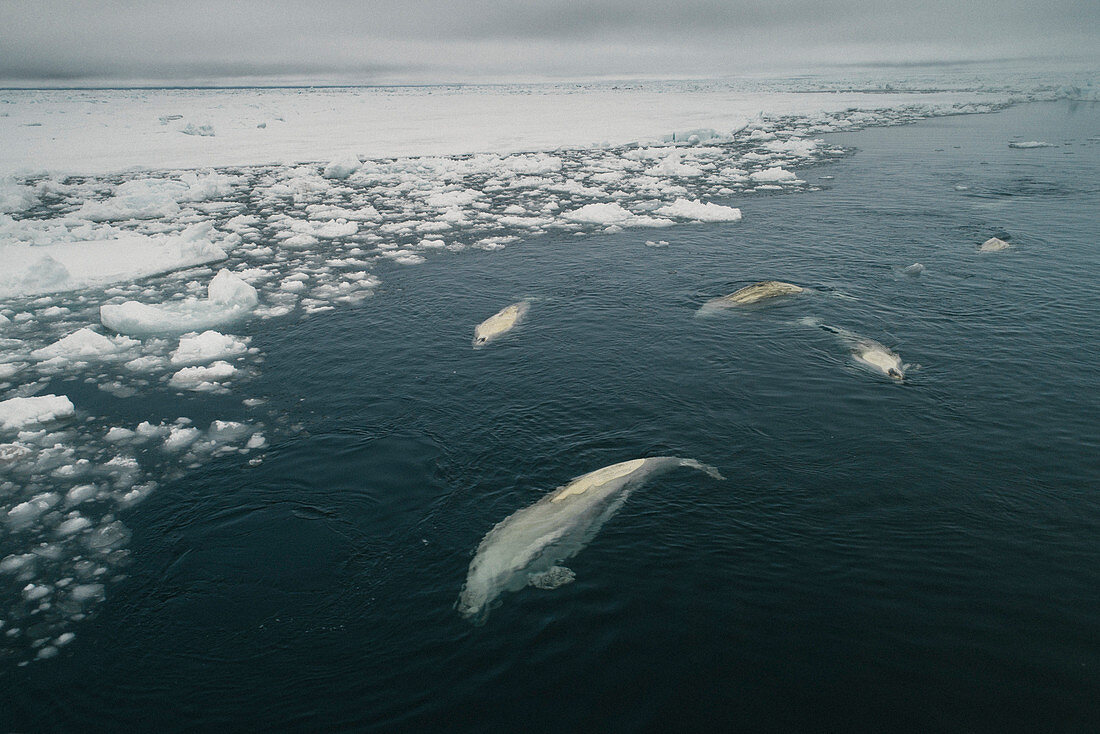 Beluga Whales in Eis Blei, Beaufort Sea, Alaska, USA