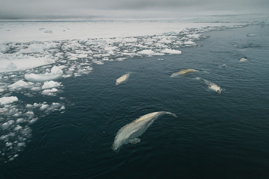 Beluga Whales in ice lead, Beaufort Sea, Alaska, USA