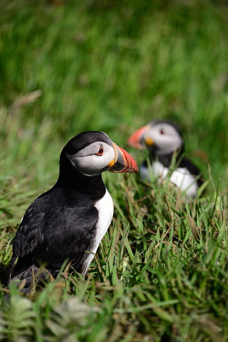 Papageientaucher (Puffins) auf der Vulkaninsel Staffa, Südteil der Insel Mull, Schottland