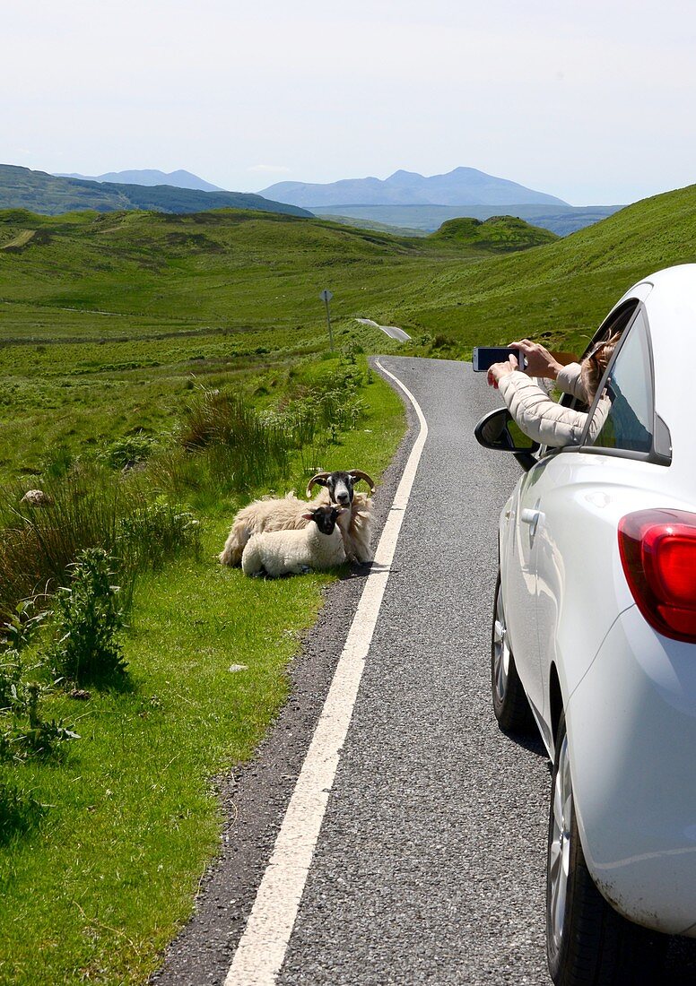 Schafe, Frau fotografiert mit Smartphone, Auto, Landstrasse, Westküste südlich von Mallaig, Schottland