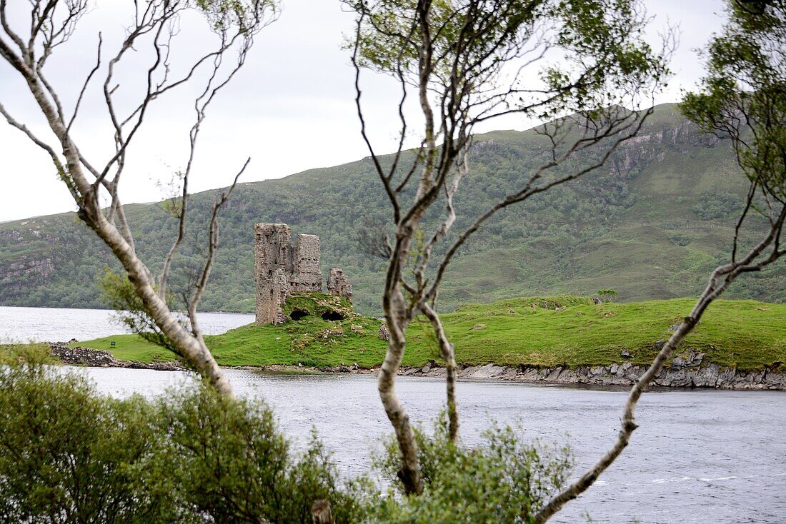 'Busch und Ruine, Ardvreck Castle bei Lochinver an der Küste ''The Minch'', Nordwest-  Schottland'