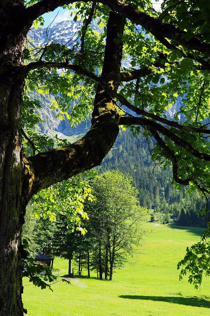Bäume unter dem zahmen Kaiser bei Walchsee, Kaiserwinkl, Tirol, Österreich