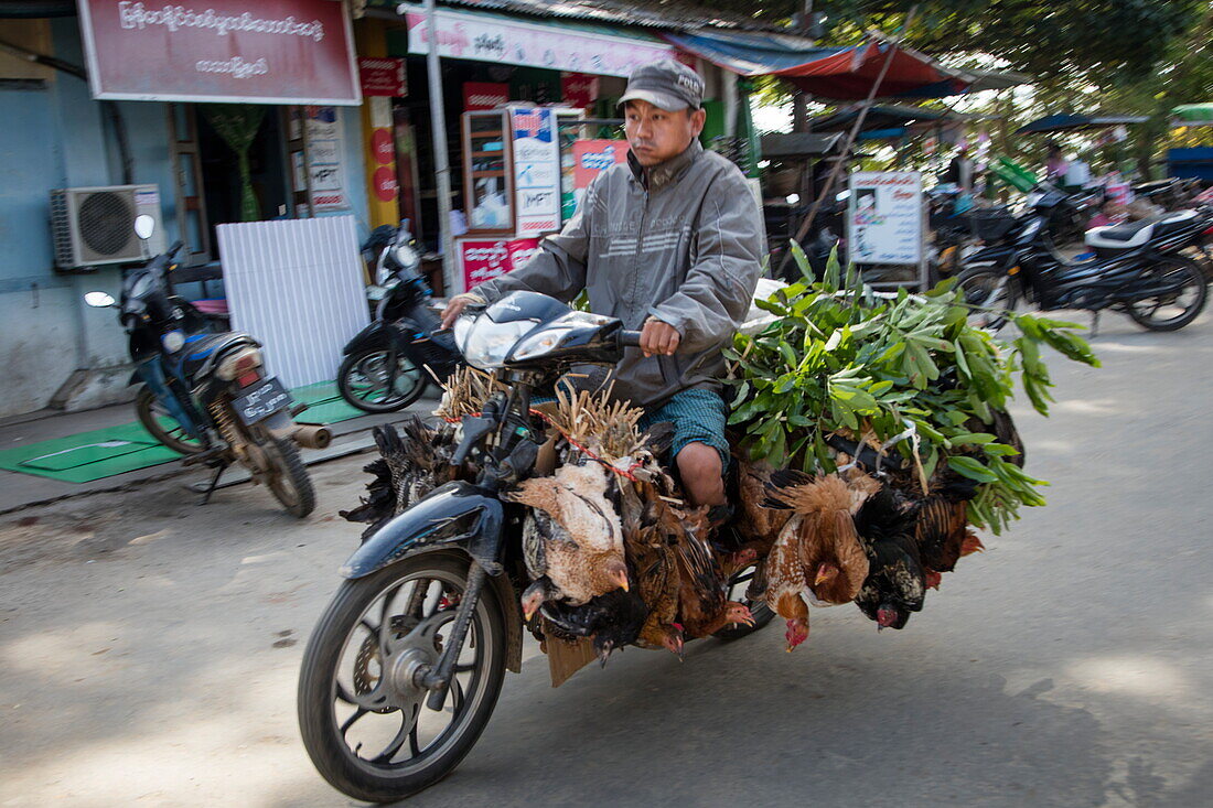 Man en route to Katha market transports chickens on moped, Katha, Sagaing, Myanmar