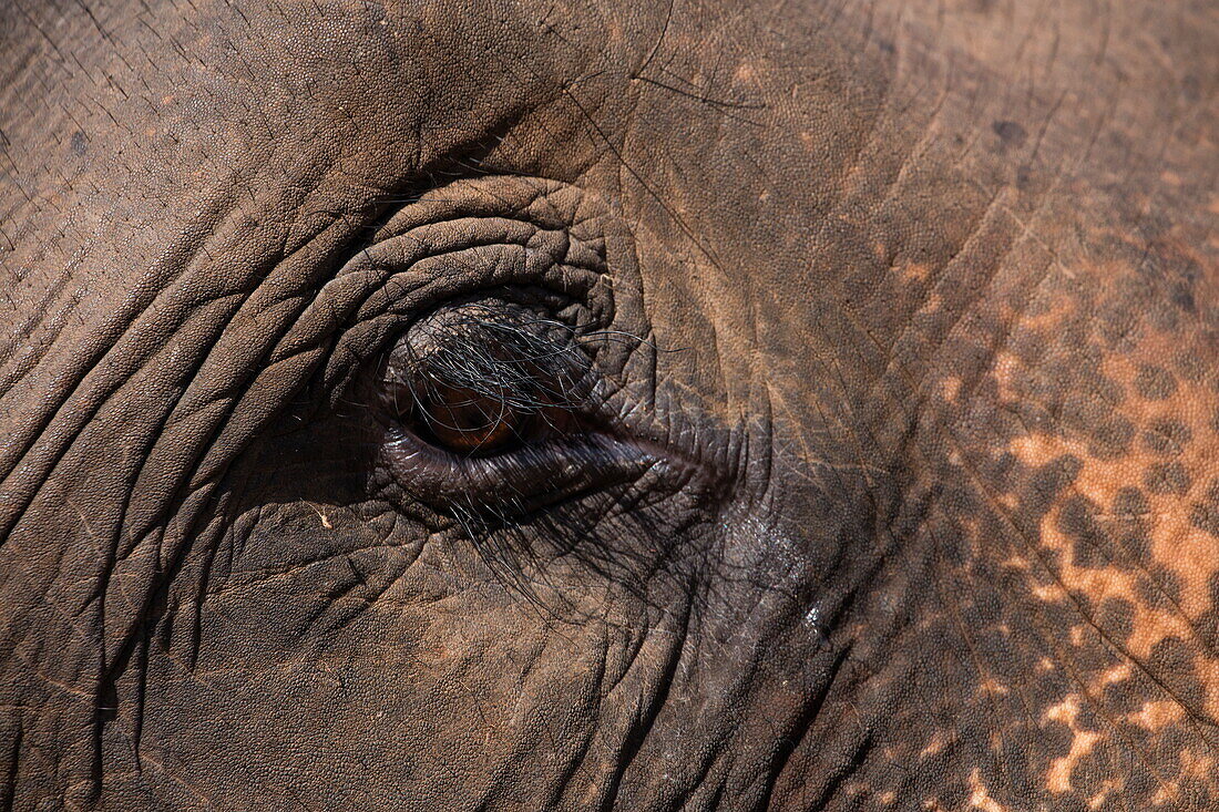 Detail of elephant eye at Wa Byu Gaung Elephant Camp, near Thabeikkyin, Mandalay, Myanmar