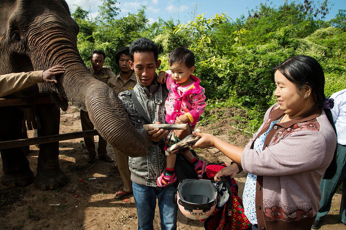 Frau füttert Elefant im Wa Byu Gaung Elephant Camp mit Zuckerrohr während Mann und kleines Kind zuschauen, nahe Thabeikkyin, Mandalay, Myanmar