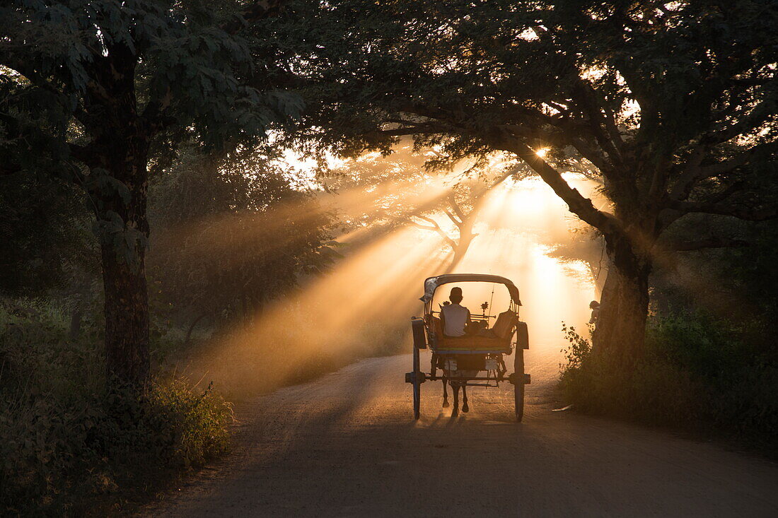 Horse-drawn carriage excursion along dusty track near the ancient temples of Bagan at sunset, Bagan, Mandalay, Myanmar