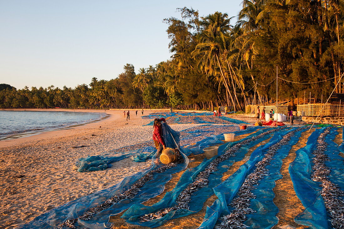 Women toss little dried fish from tarp into basket on Ngapali Beach, Ngapali, Thandwe, Myanmar