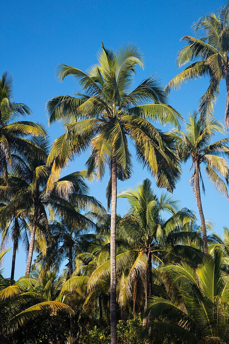 Palm trees, Ngapali, Thandwe, Myanmar