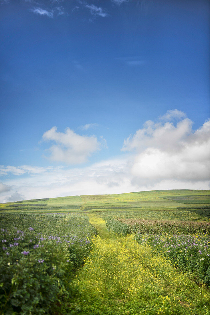 Feld von Blumen mit blauem Himmel, Cuso, Peru