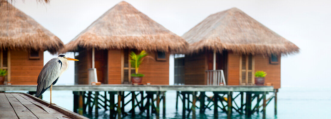 Heron is perched on jetty near the hotel's stilts huts on Meeru Island