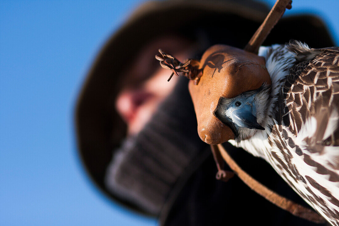 Ein mit Kapuze Falke wartet auf seinen Trainer, um ihn zu lösen