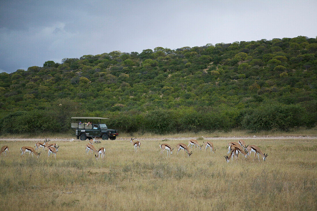 Antelope in the field during the Africa safari