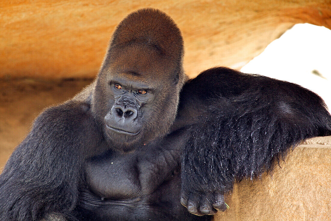Head and shoulders shot of gorilla