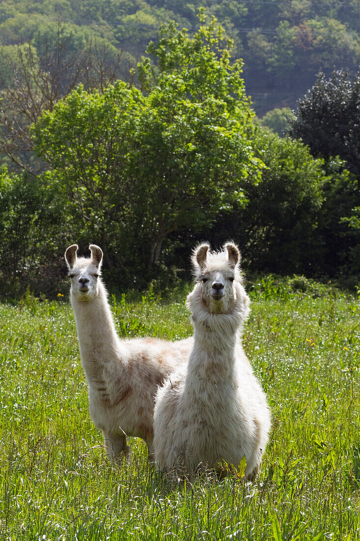 Frankreich, Zentral-Südfrankreich, der regionale Naturpark des Haut-Languedoc, die Montagne Noire, Lamas auf einem Bauernhof