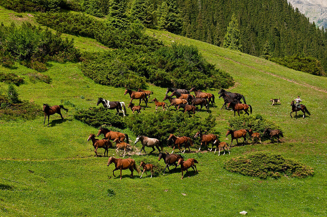 Zentralasien, Kirgisistan, Issyk-Kul-Provinz (Ysyk-Köl), Juuku-Tal, der Schäfer Gengibek Makanbietov führt seine 24 Pferde in die Bergweide