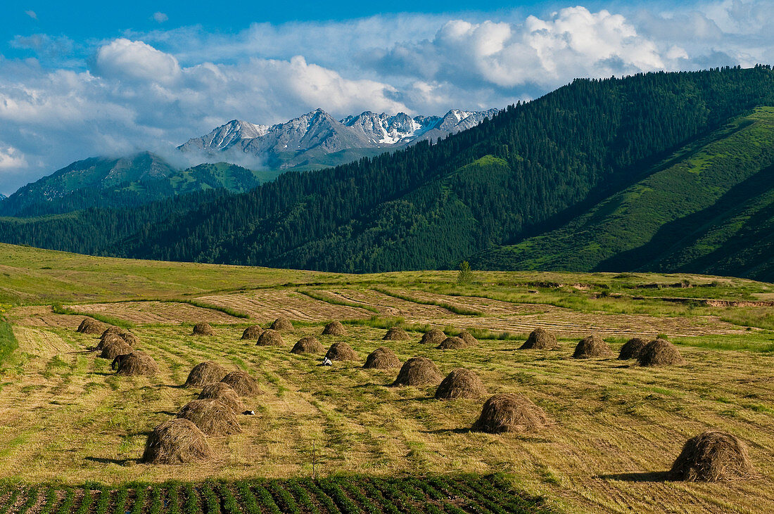 Central Asia, Kyrgyzstan, Issyk Kul Province (Ysyk-Köl), not far from Karakol, haystacks