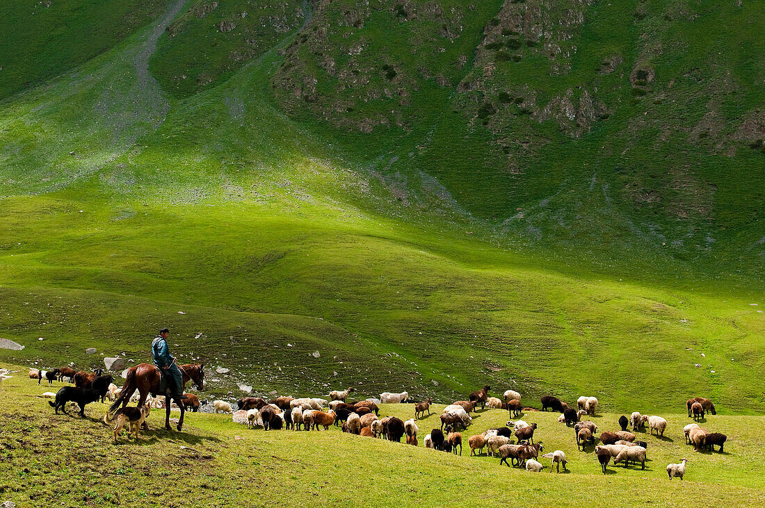Zentralasien, Kirgisistan, Issyk-Kul-Provinz (Ysyk-Köl), Juuku-Tal, Malik Kalibaets Herde von 300 Schafen auf der Weide