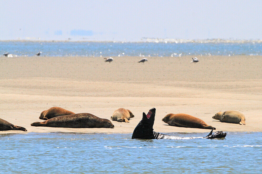 France, North Coast. Berck sur Mer. Observing a group of seals on a sandbank, Authie Bay