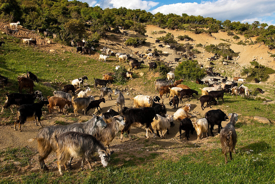 Europe, Grece, Plain of Thessaly, Valley of Penee, herd of goats
