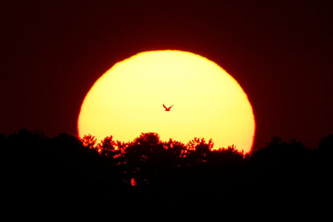 France, Normandy. Sunset over Agon-Coutainville. Seagull flying before the sun.