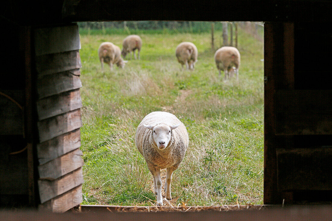 Frankreich, Paris. Vincennes. Bois de Vincennes. La Ferme de Paris. Ökologischer Landbau und landwirtschaftlicher Bildungsbauernhof. Organische Schafe, die in die Falte zurückkehren.