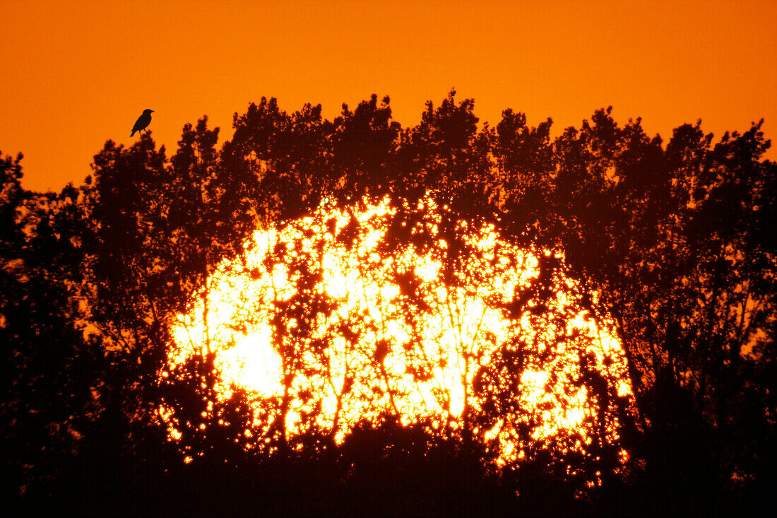 France, Seine et Marne. Provins area. Sunset in August behind the trees. Bird on top of a branch.