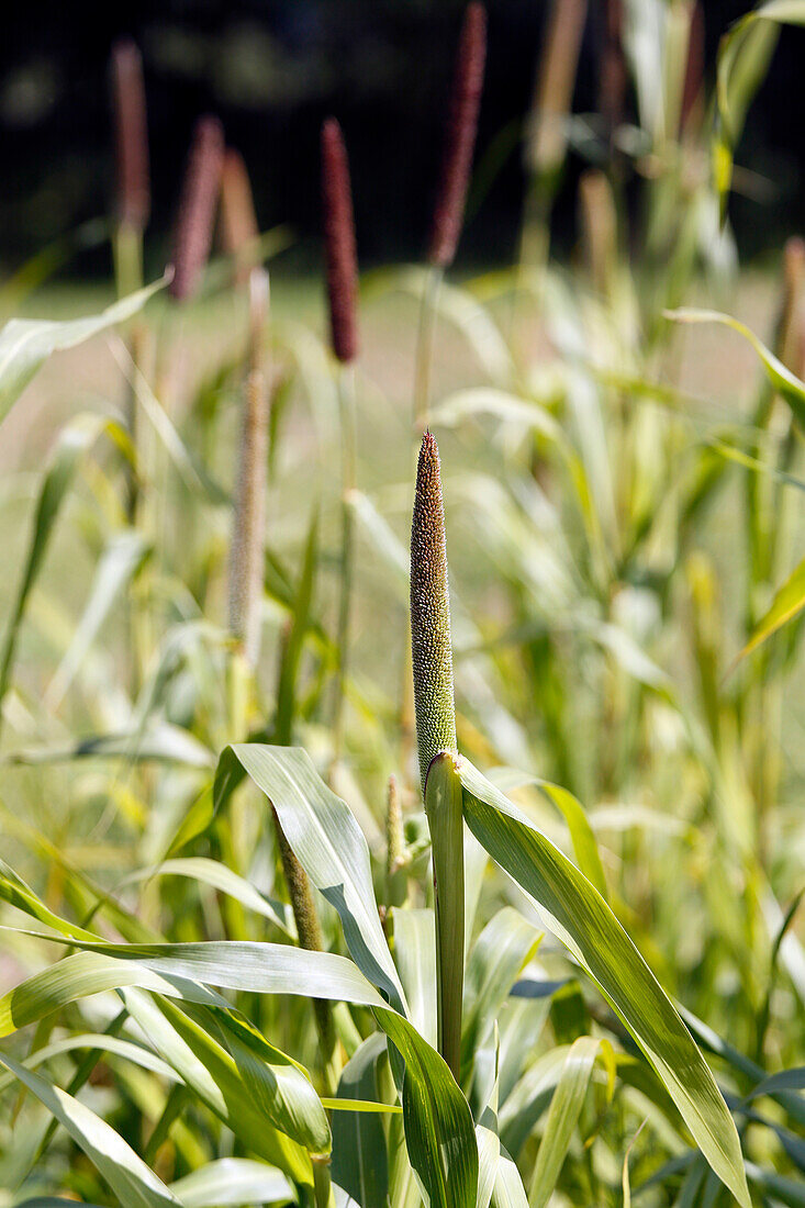France, Paris. Vincennes. Bois de Vincennes. La Ferme de Paris. Organic agriculture and farming educational farm. Closeup of organic millet.