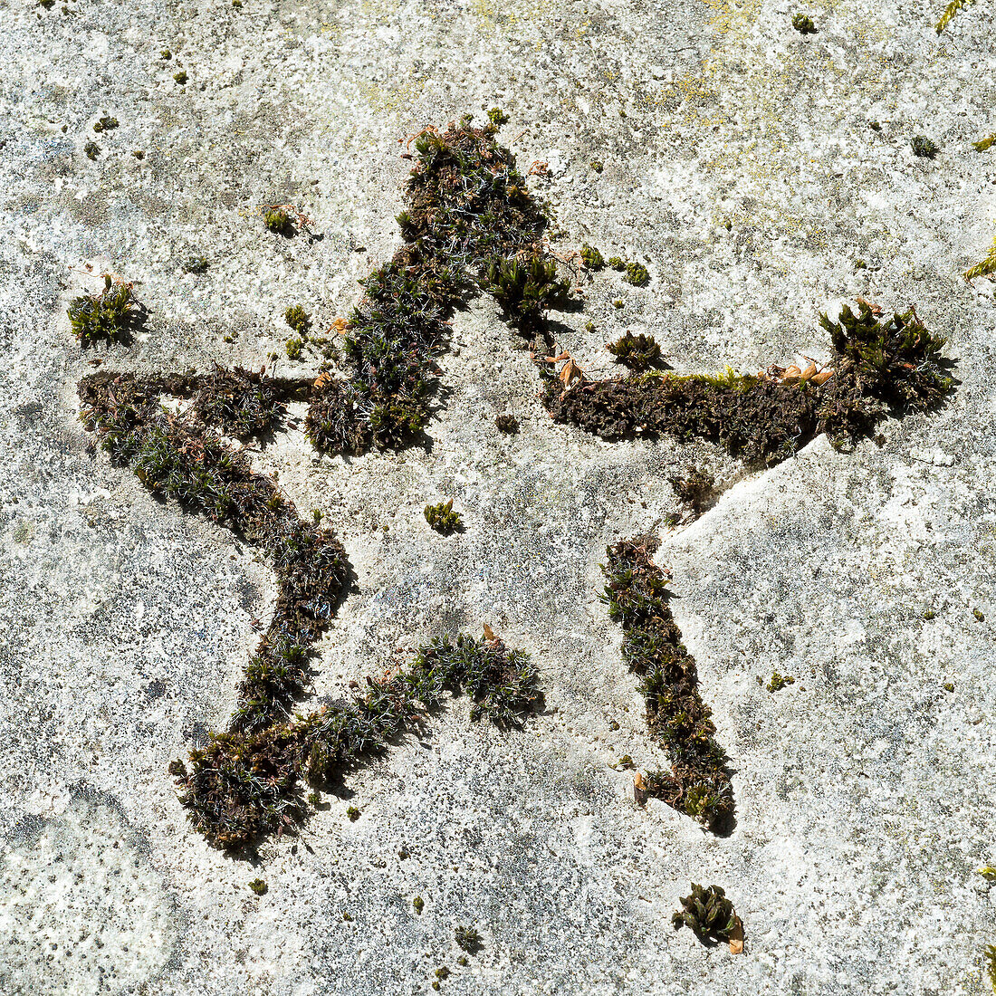 France, Paris 20th district. Pere Lachaise cemetery. Star engraved on a grave