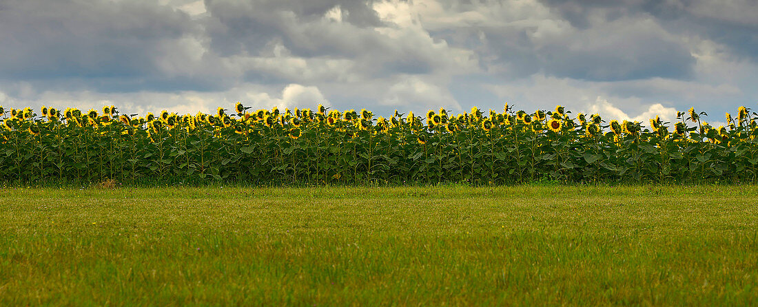 Frankreich, Dordogne, Bourdeilles, Panoramaaufnahme eines Sonnenblumenfeldes