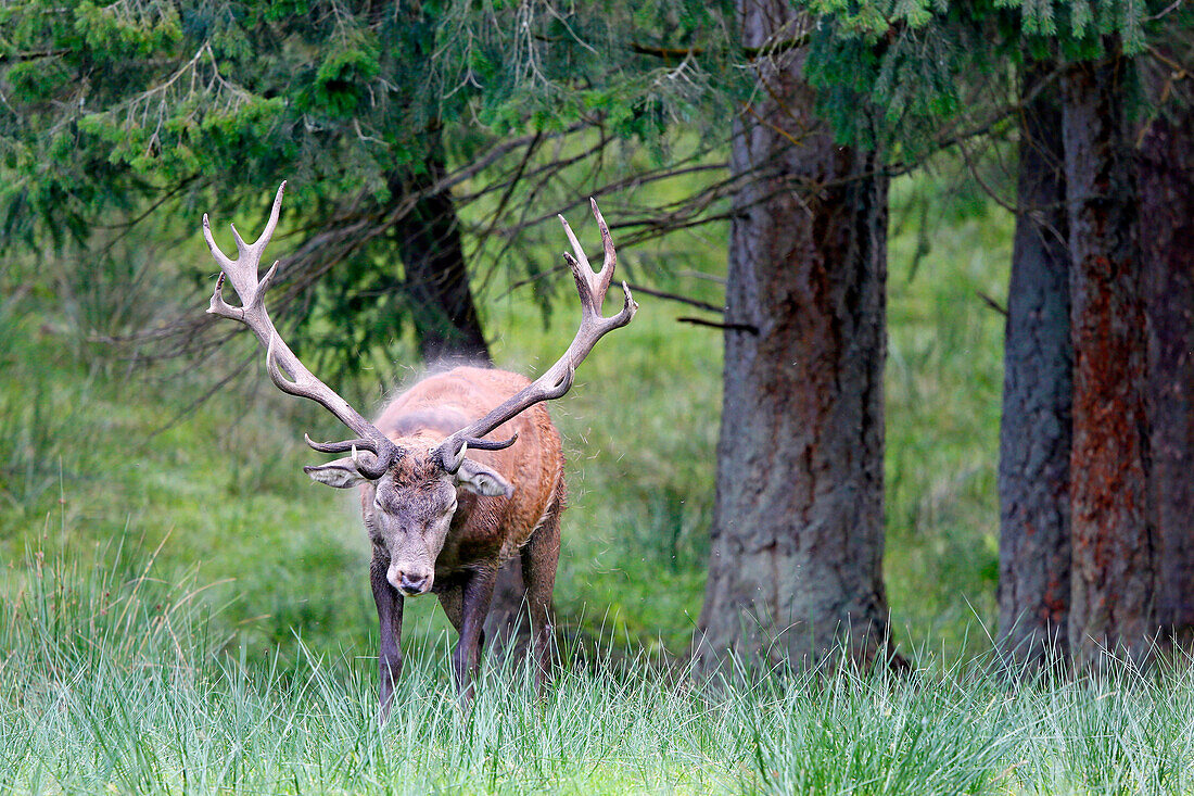 France, Burgundy, Yonne. Area of Saint Fargeau and Boutissaint. Slab season. Stag shaking itself.