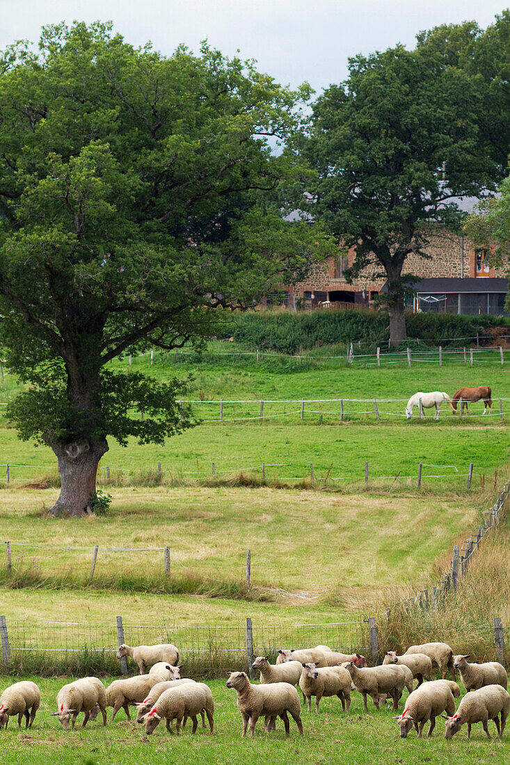 Frankreich, Limousin, Schafe auf dem Lande.