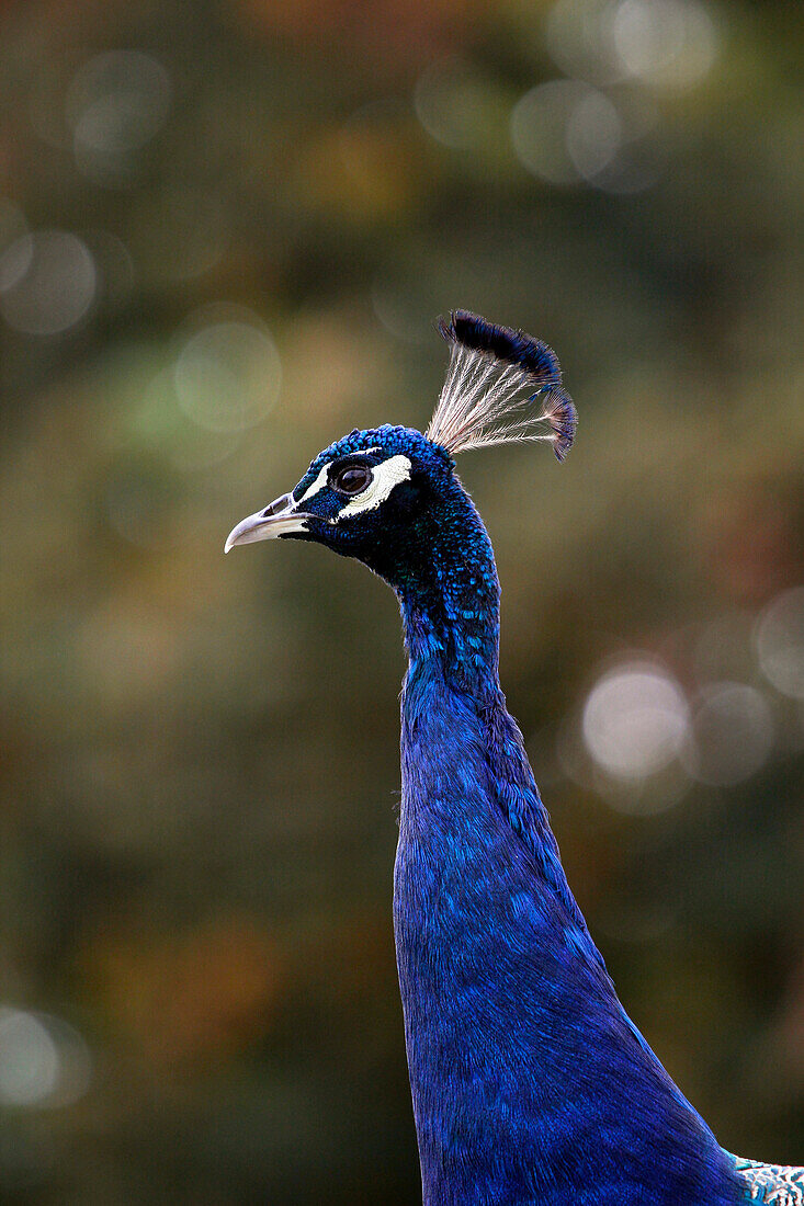 France, Burgundy, Yonne. Around Saint Fargeau. Close up of a peacock.