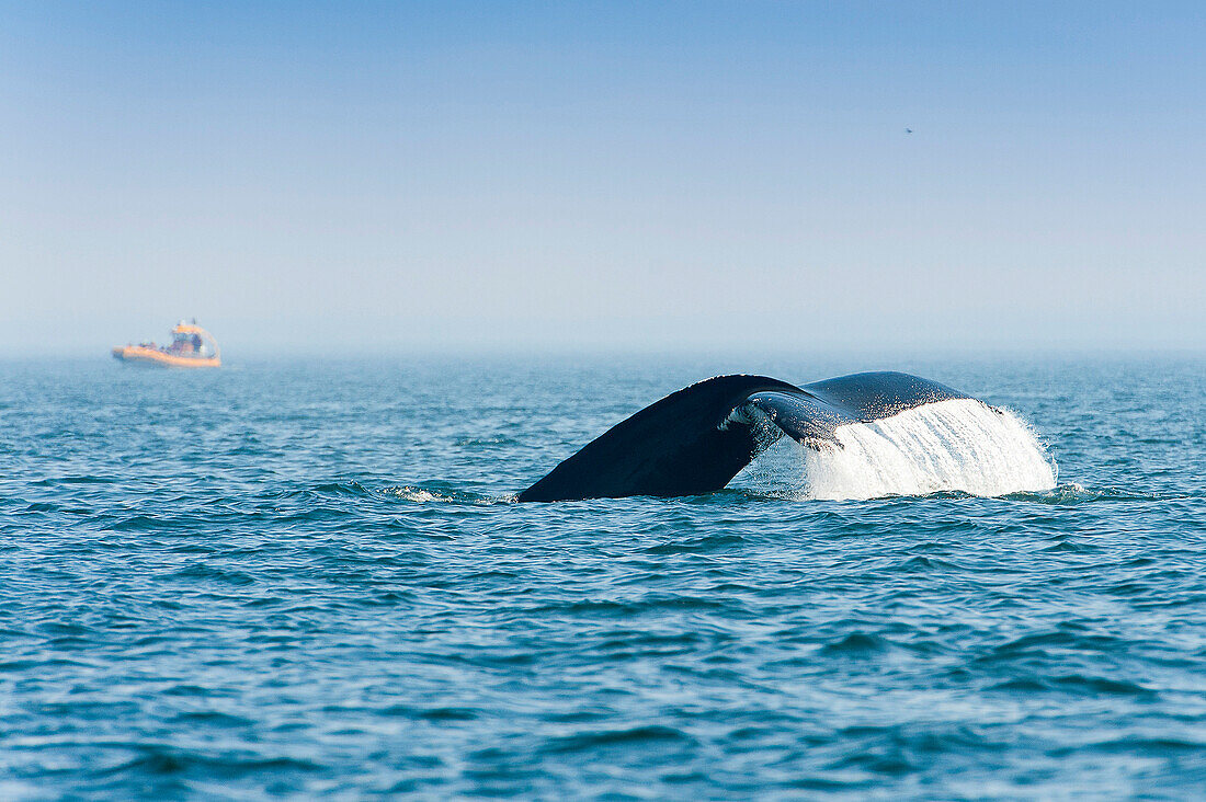 Kanada, Provinz Quebec. Mündung des Heiligen Laurent. Tadoussac, Welthauptstadt der Walbeobachtung. Schwanz eines Buckelwals im Tauchgang
