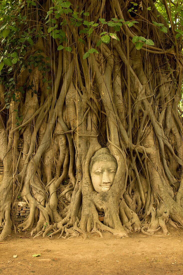 Thailand, Ayutthaya, Boudhas Kopf in Banyan-Wurzeln, historischer Park