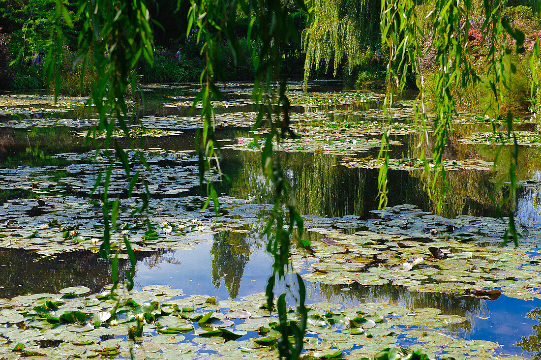 Frankreich. Normandie. Eure. Giverny. Garten von Claude Monets Haus. Der Teich in weißen Seerosen