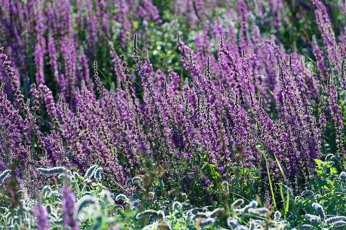 France. Hautes Alpes. Field of flowers in the Champsaur (fragrant orchid)