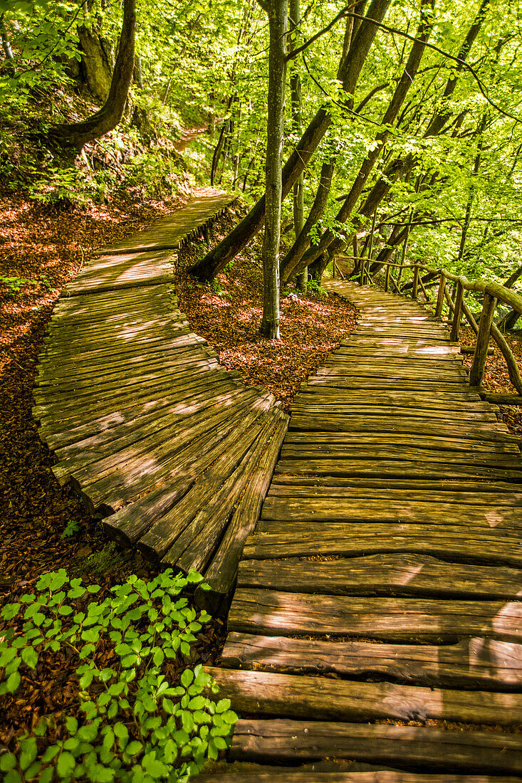 Wooden pathways in forest