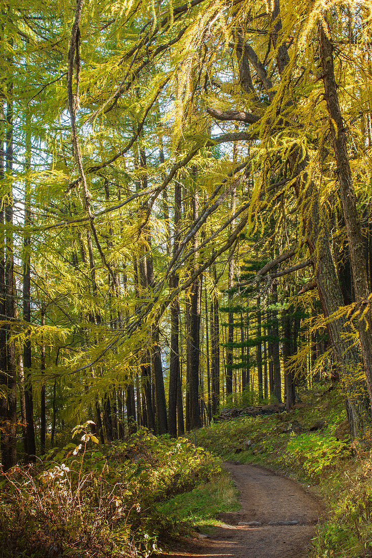 Path in forest