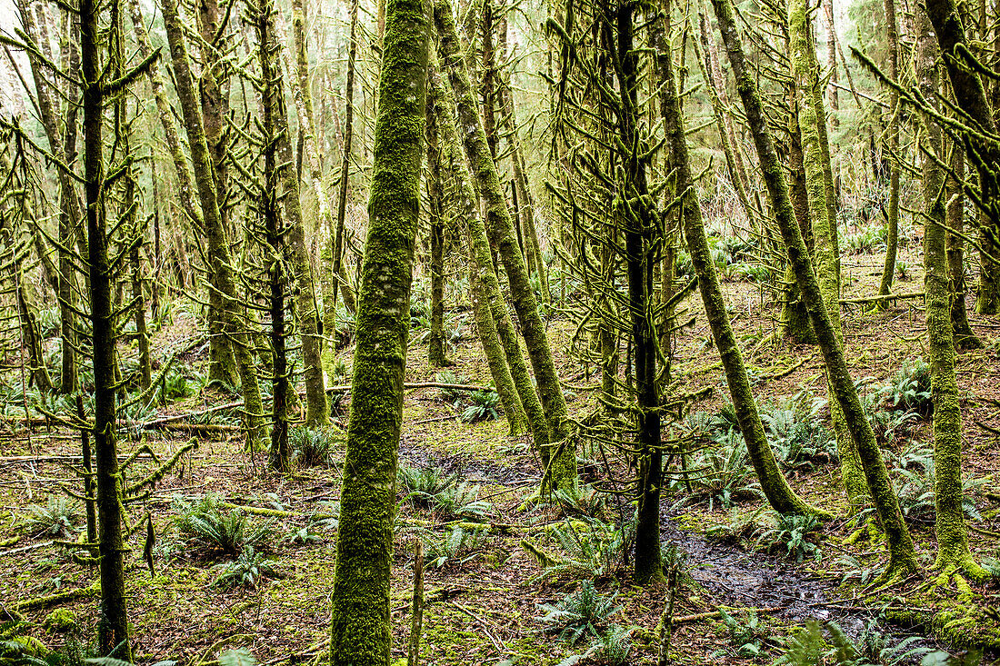 Green moss on forest trees