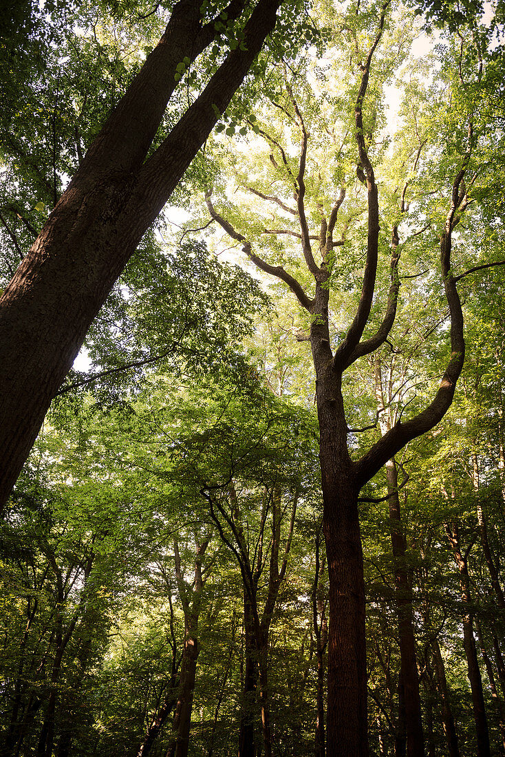 UNESCO World Heritage Old Beech Groves of Germany, detail of bark, Hainich National Park, Thuringia, Germany