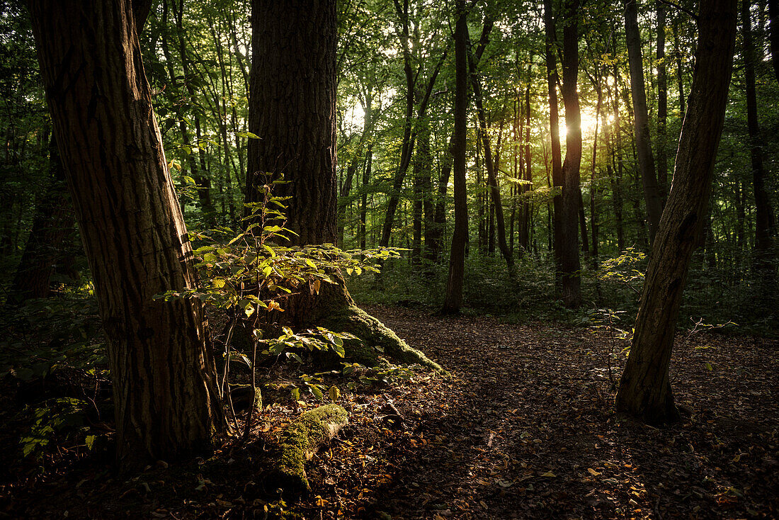 UNESCO Welterbe „Alte Buchenwälder Deutschlands“, junge Buche im Gegenlicht, Hainich Nationalpark, Thüringen, Deutschland