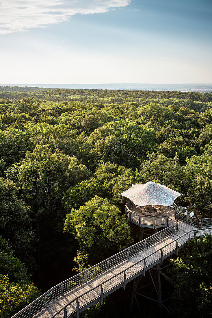 UNESCO Welterbe „Alte Buchenwälder Deutschlands“, Baumwipfel Pfad im Hainich Nationalpark, Thüringen, Deutschland