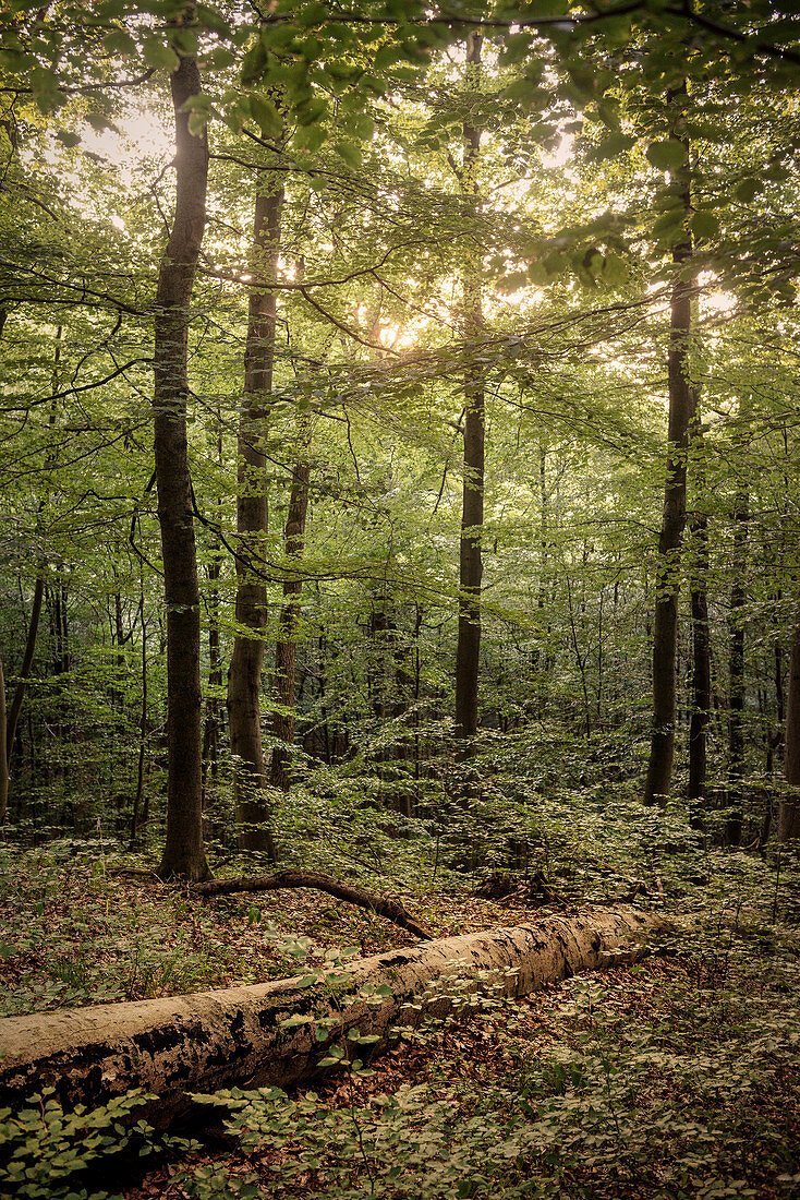 UNESCO World Heritage Old Beech Groves of Germany, Hainich National Park, Thuringia, Germany