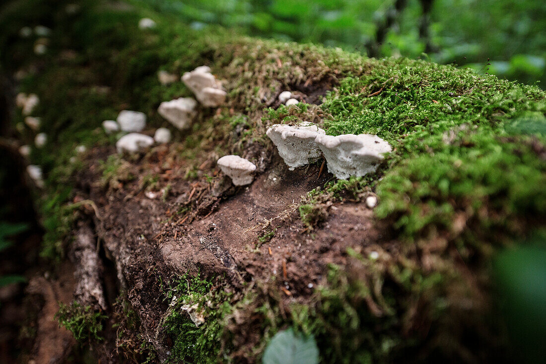 UNESCO Welterbe „Alte Buchenwälder Deutschlands“, Pilzbefall am Totholz, Hainich Nationalpark, Thüringen, Deutschland